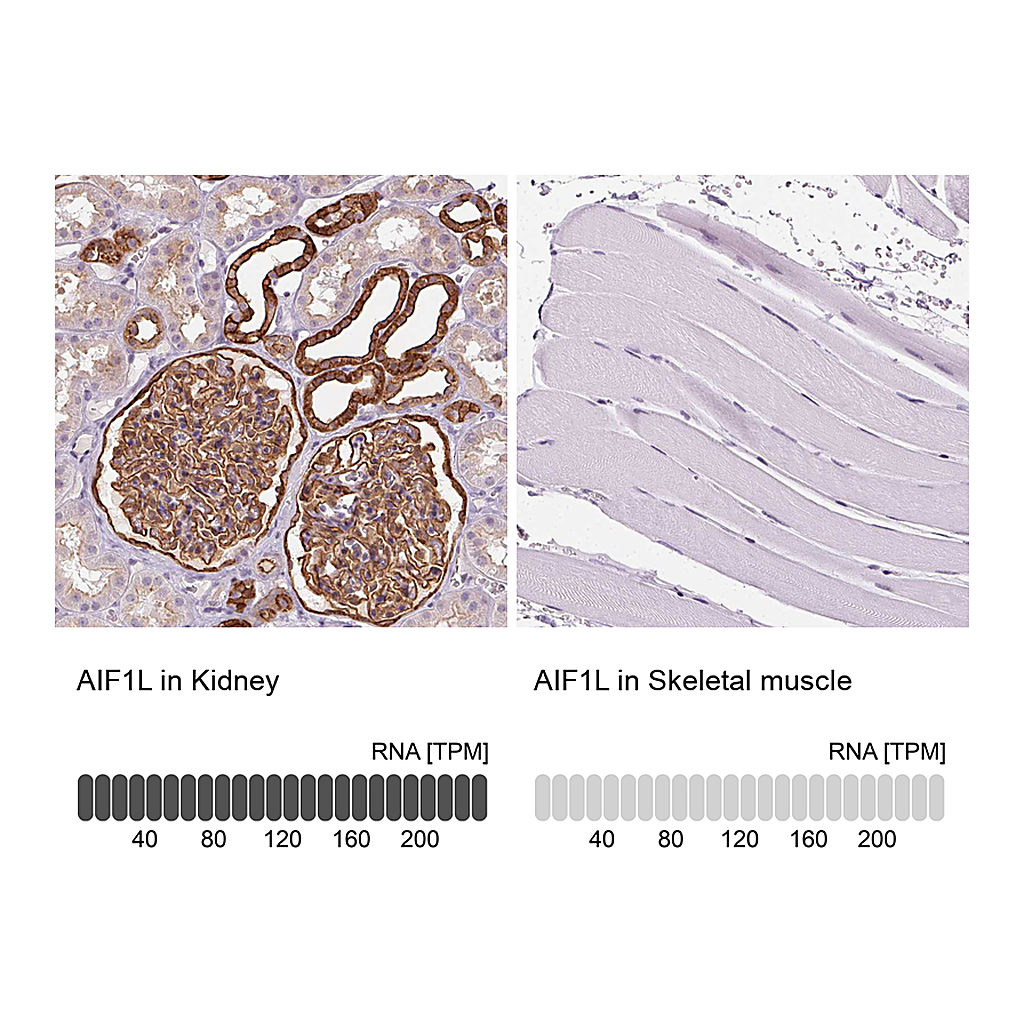 Atlas Antibodies Anti-AIF1L Antibody