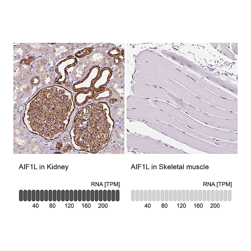 Atlas Antibodies Anti-AIF1L Antibody