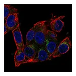 Atlas Antibodies Anti-AIFM2 Antibody