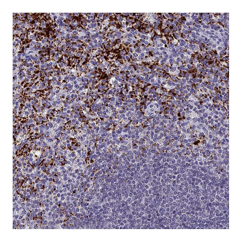 Atlas Antibodies Anti-AIFM2 Antibody