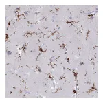 Atlas Antibodies Anti-AIF1 Antibody
