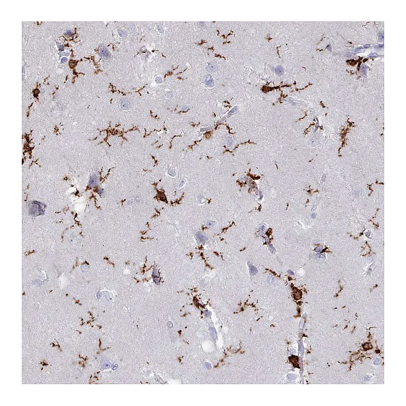 Atlas Antibodies Anti-AIF1 Antibody