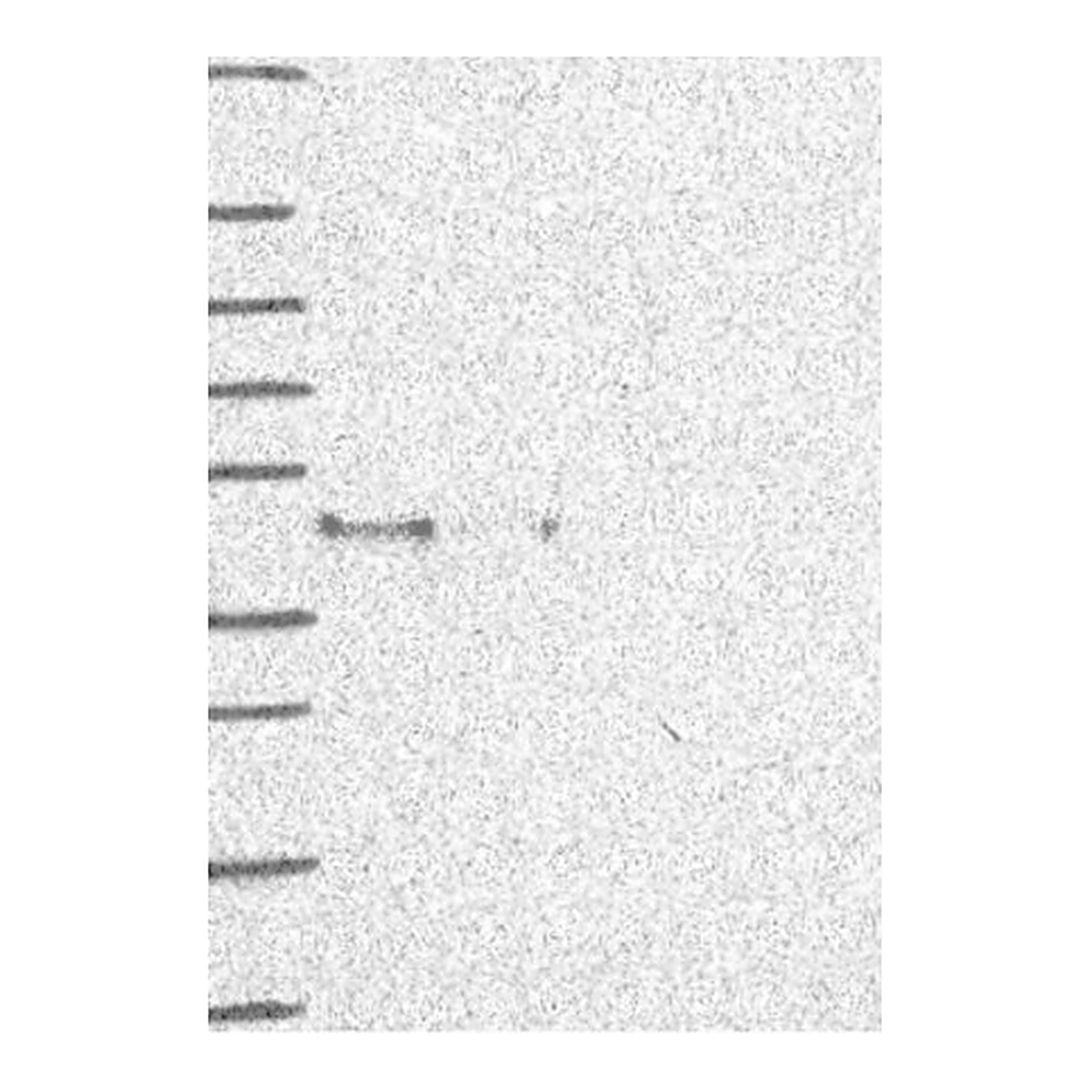 Atlas Antibodies Anti-AIFM2 Antibody