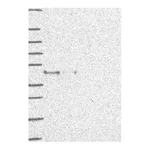 Atlas Antibodies Anti-AIFM2 Antibody