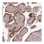 Atlas Antibodies Anti-AIM1 Antibody
