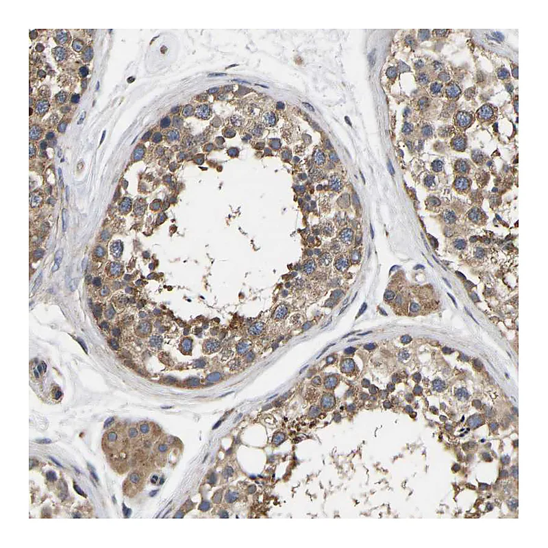 Atlas Antibodies Anti-AIMP2 Antibody