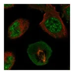 Atlas Antibodies Anti-AK6 Antibody