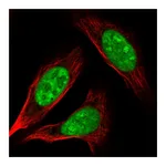 Atlas Antibodies Anti-AK6 Antibody