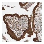 Atlas Antibodies Anti-AK9 Antibody