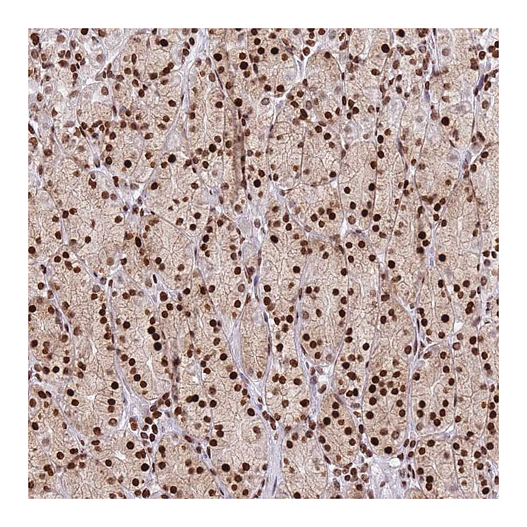Atlas Antibodies Anti-AK9 Antibody