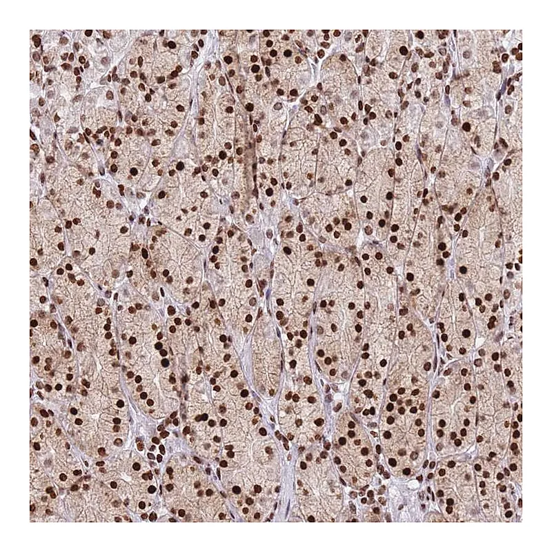 Atlas Antibodies Anti-AK9 Antibody