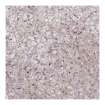 Atlas Antibodies Anti-AKAIN1 Antibody