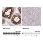 Atlas Antibodies Anti-AK9 Antibody