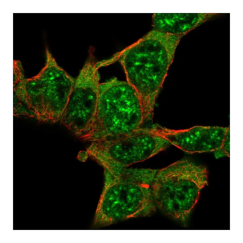 Atlas Antibodies Anti-AKAP17A Antibody