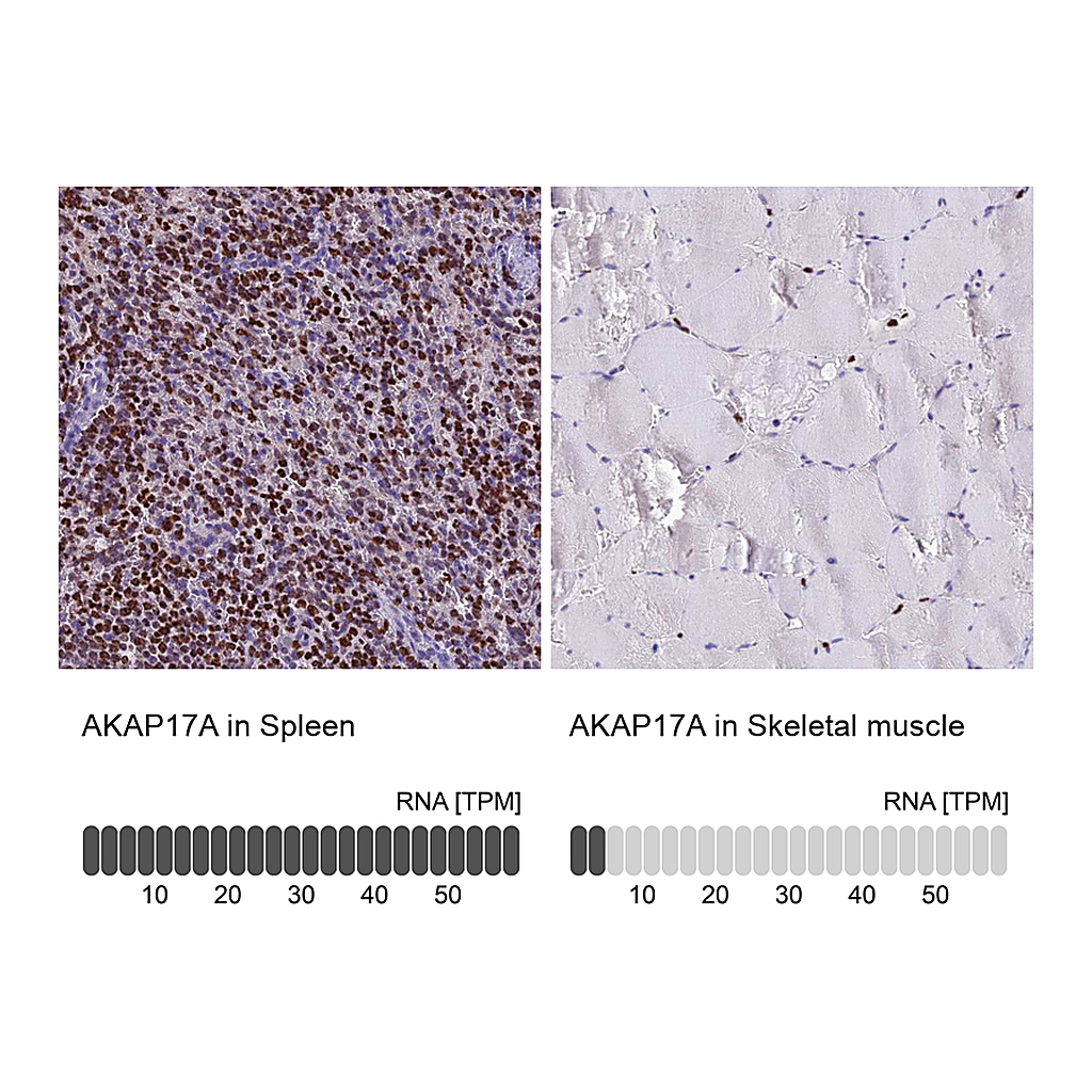 Atlas Antibodies Anti-AKAP17A Antibody