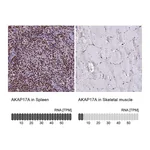 Atlas Antibodies Anti-AKAP17A Antibody
