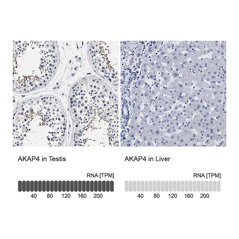 Atlas Antibodies Anti-AKAP4 Antibody