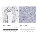 Atlas Antibodies Anti-AKAP4 Antibody