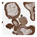 Atlas Antibodies Anti-AKAP7 Antibody