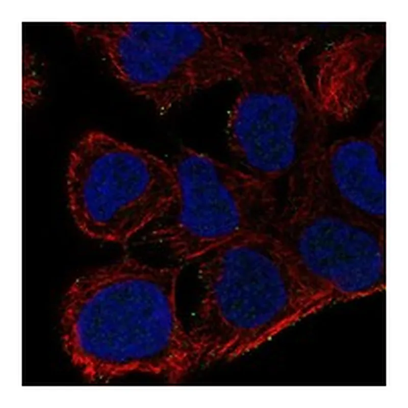 Atlas Antibodies Anti-AKAP7 Antibody