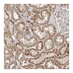 Atlas Antibodies Anti-AKAP7 Antibody
