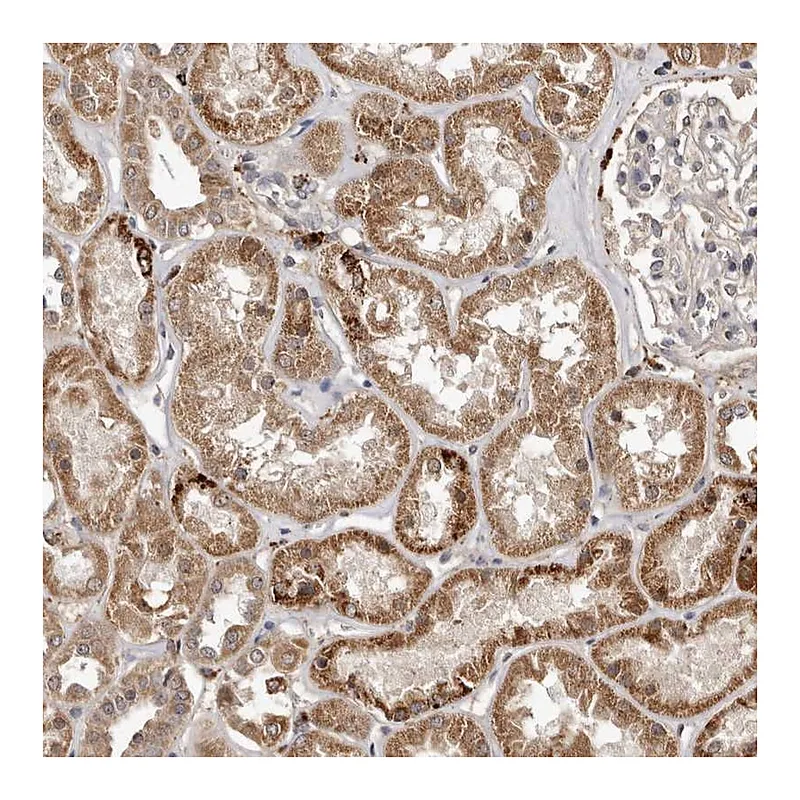 Atlas Antibodies Anti-AKAP7 Antibody