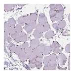 Atlas Antibodies Anti-AKAP8 Antibody