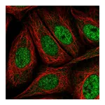 Atlas Antibodies Anti-AKIP1 Antibody
