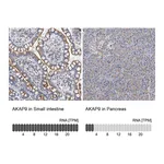 Atlas Antibodies Anti-AKAP9 Antibody