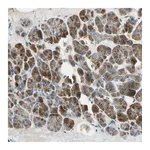 Atlas Antibodies Anti-AKAP9 Antibody