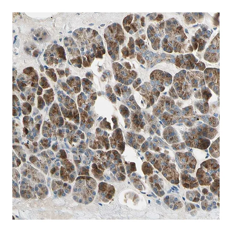 Atlas Antibodies Anti-AKAP9 Antibody