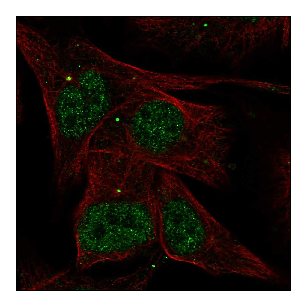 Atlas Antibodies Anti-AKNA Antibody