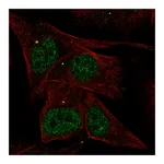 Atlas Antibodies Anti-AKNA Antibody