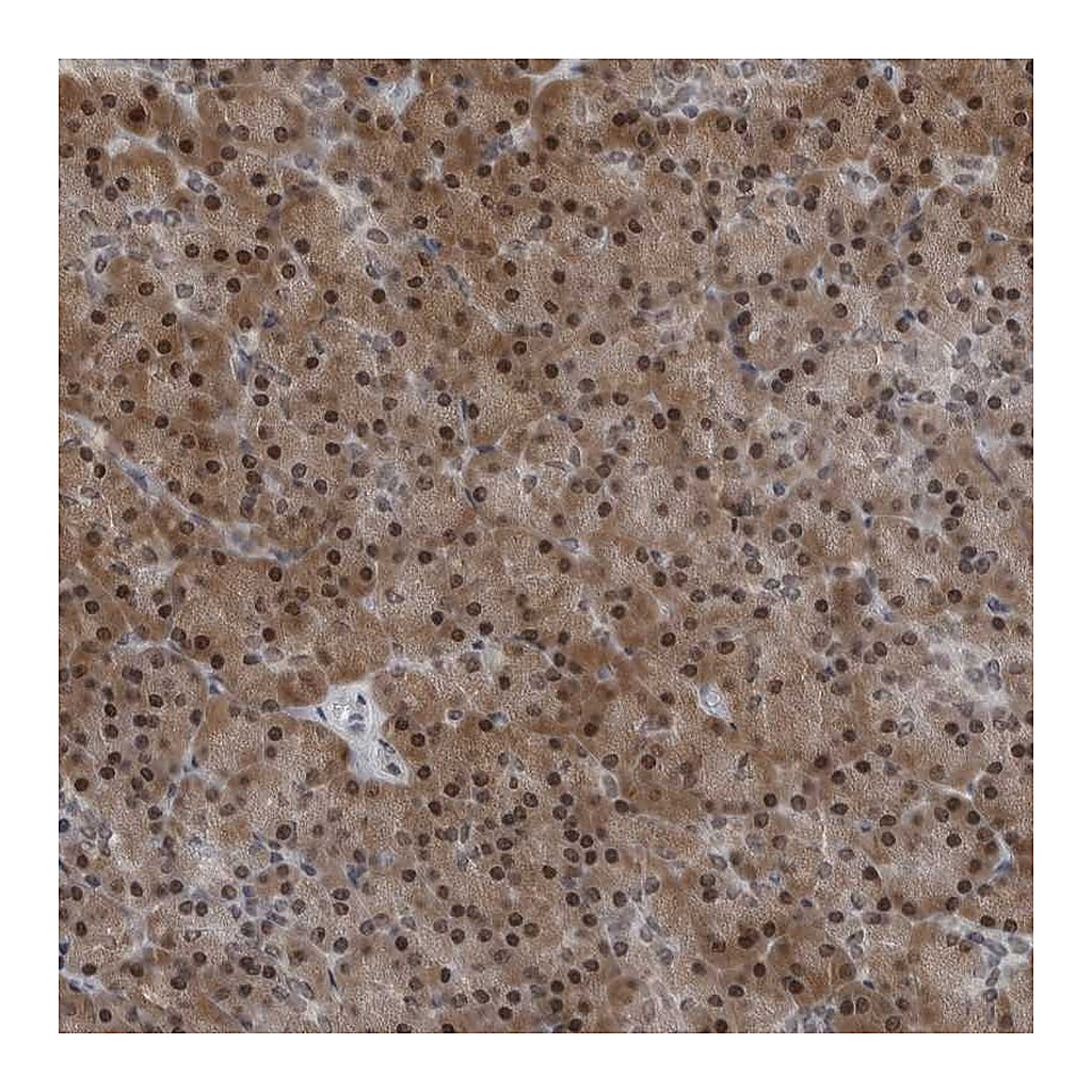 Atlas Antibodies Anti-AKR1A1 Antibody