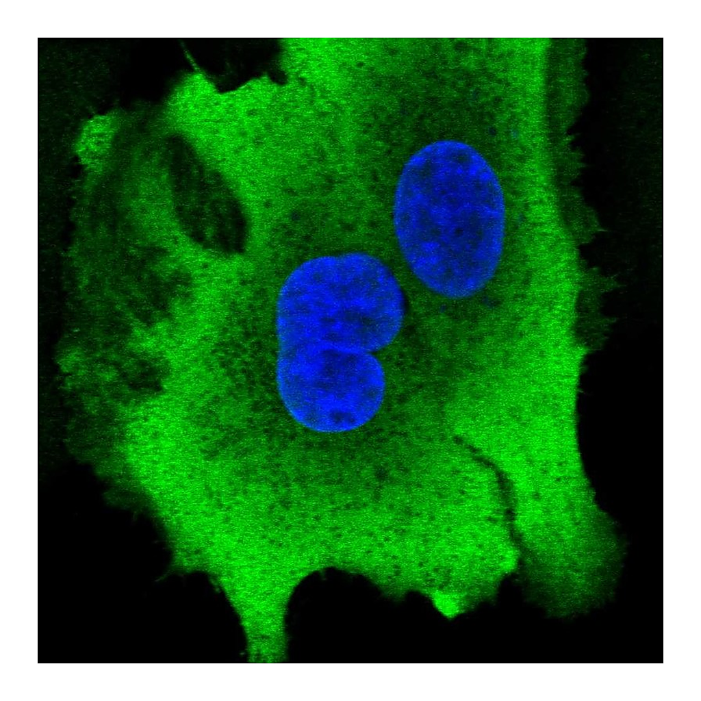 Atlas Antibodies Anti-AKR1B10 Antibody