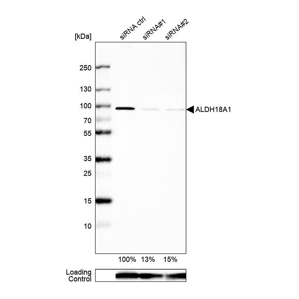 Atlas Antibodies Anti-ALDH18A1 Antibody