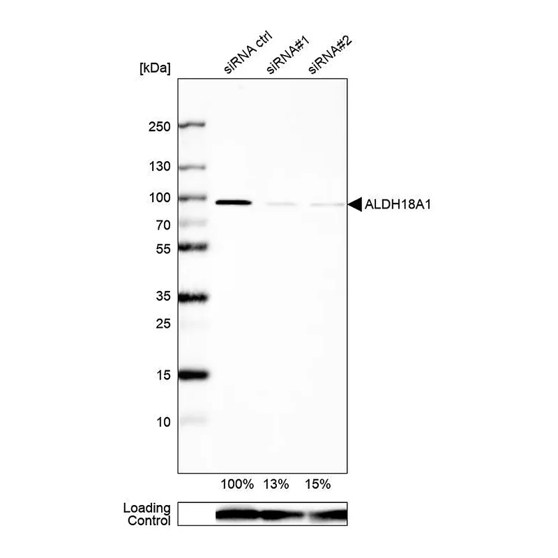 Atlas Antibodies Anti-ALDH18A1 Antibody