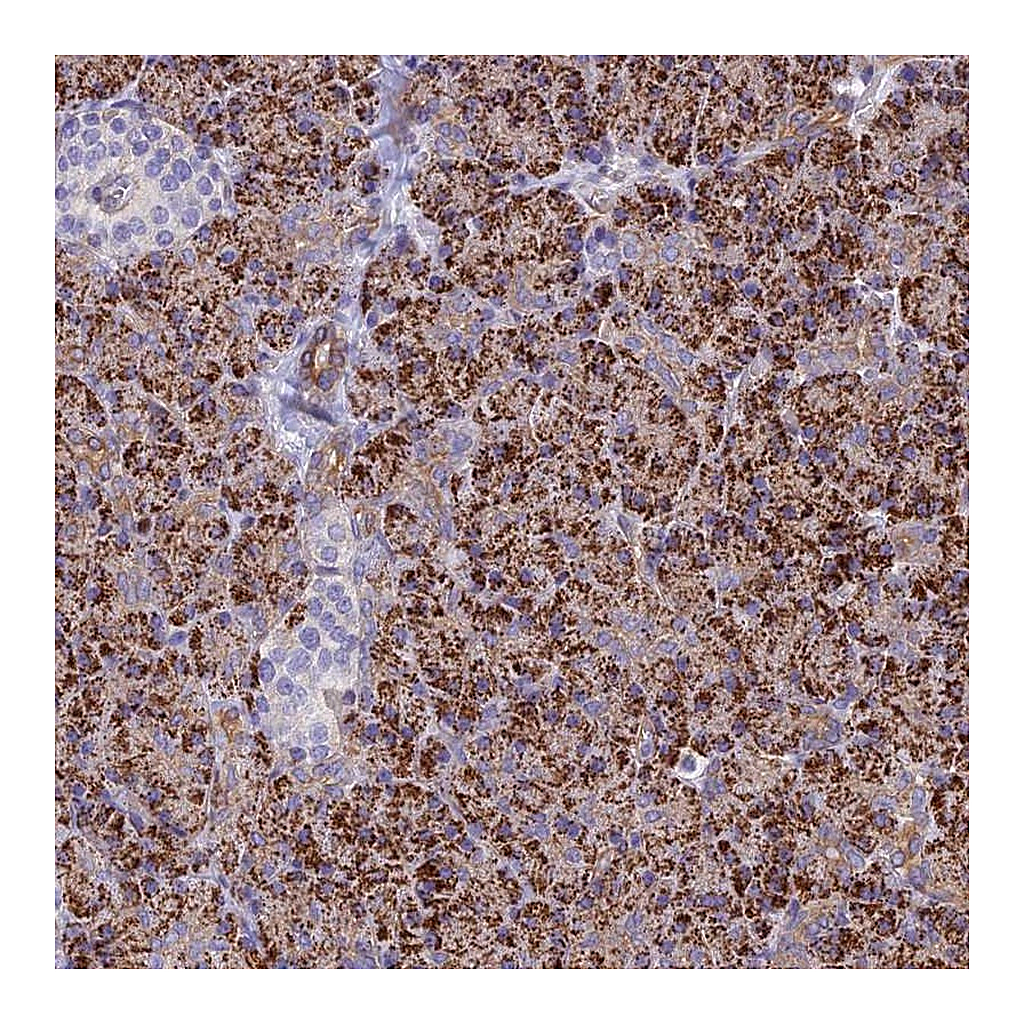 Atlas Antibodies Anti-ALDH1L2 Antibody