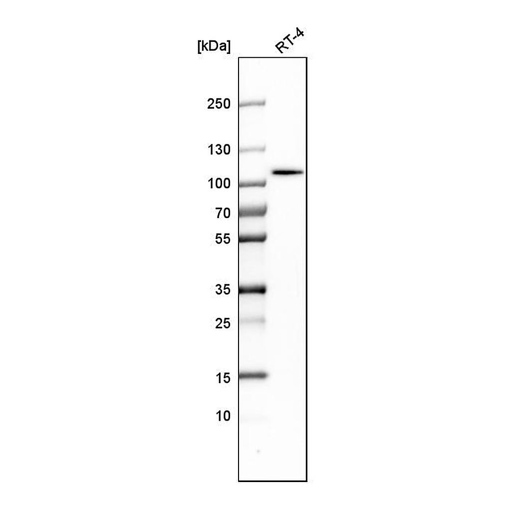 Atlas Antibodies Anti-ALDH1L1 Antibody