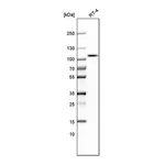 Atlas Antibodies Anti-ALDH1L1 Antibody