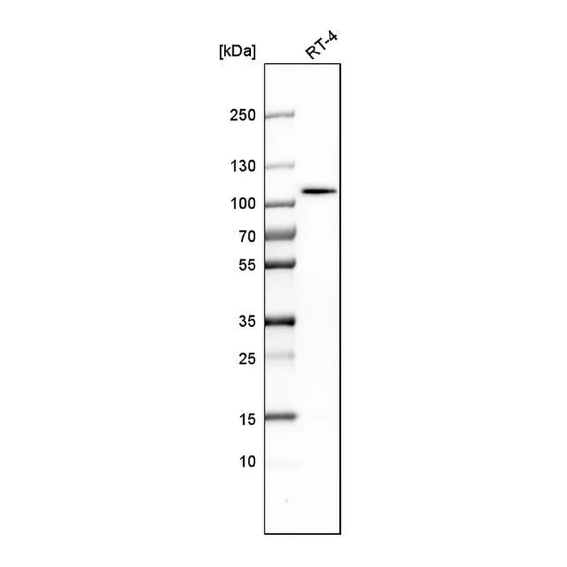 Atlas Antibodies Anti-ALDH1L1 Antibody