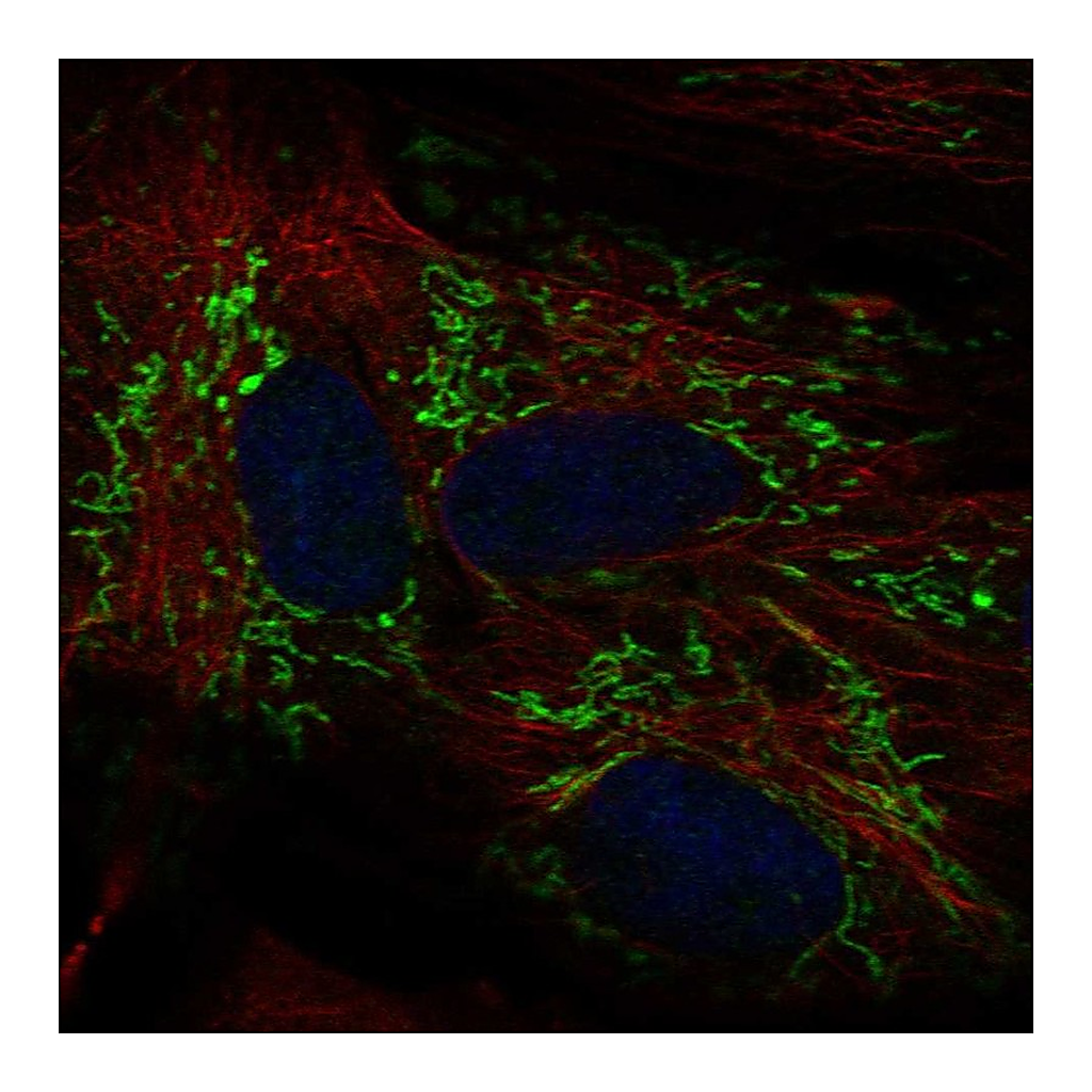Atlas Antibodies Anti-ALDH1L2 Antibody