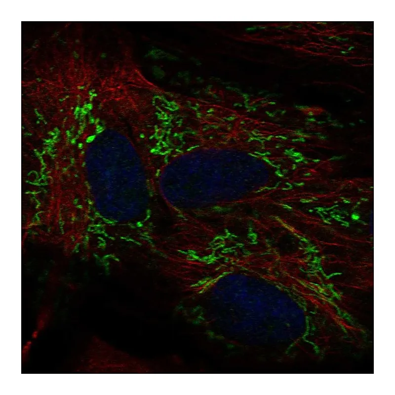 Atlas Antibodies Anti-ALDH1L2 Antibody