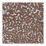 Atlas Antibodies Anti-ALDH4A1 Antibody