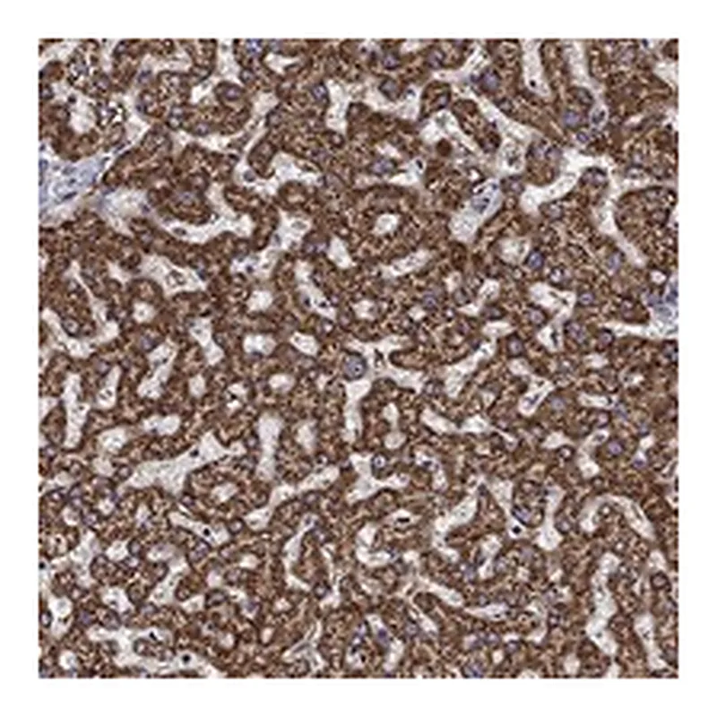 Atlas Antibodies Anti-ALDH4A1 Antibody