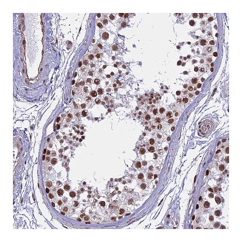 Atlas Antibodies Anti-ALG10 Antibody