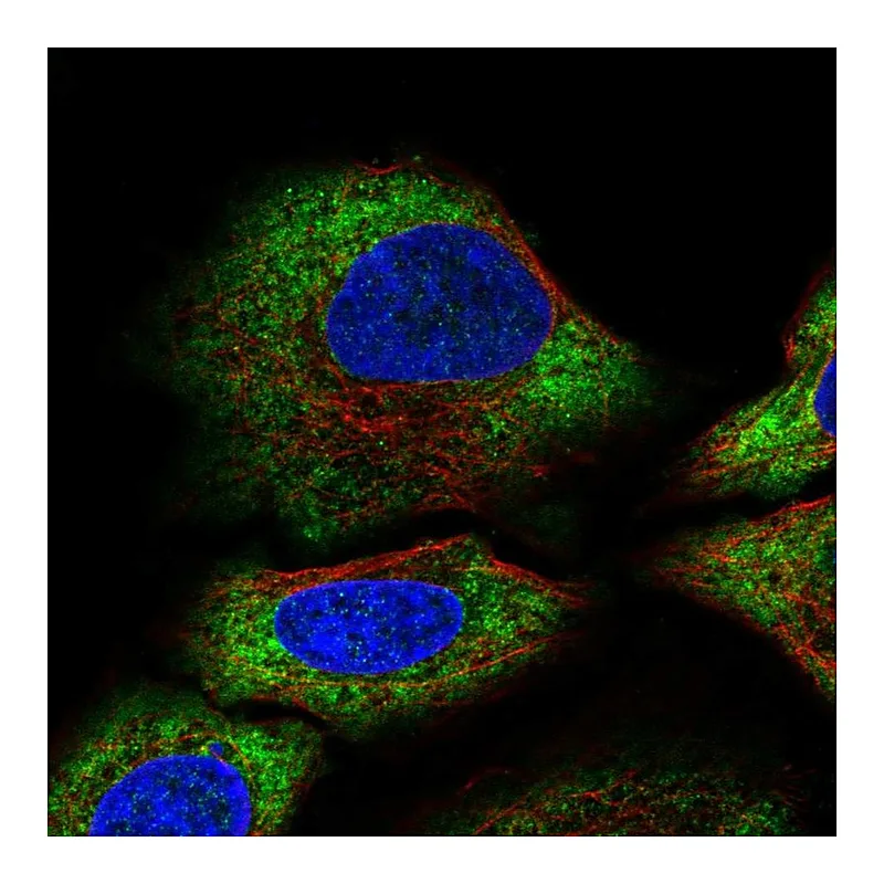 Atlas Antibodies Anti-ALG10 Antibody