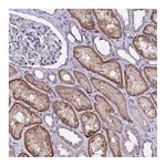 Atlas Antibodies Anti-ALG3 Antibody