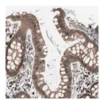 Atlas Antibodies Anti-ALG5 Antibody