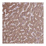 Atlas Antibodies Anti-ALG8 Antibody